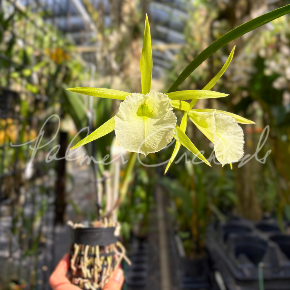 Procholavola QF Wailele — Palmer Orchids
